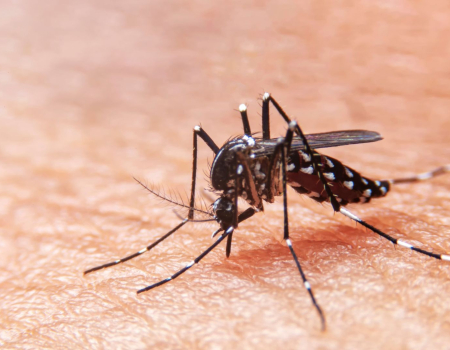 Crescimento da dengue e da chikungunya exige ação imediata, alerta Ministério da Saúde