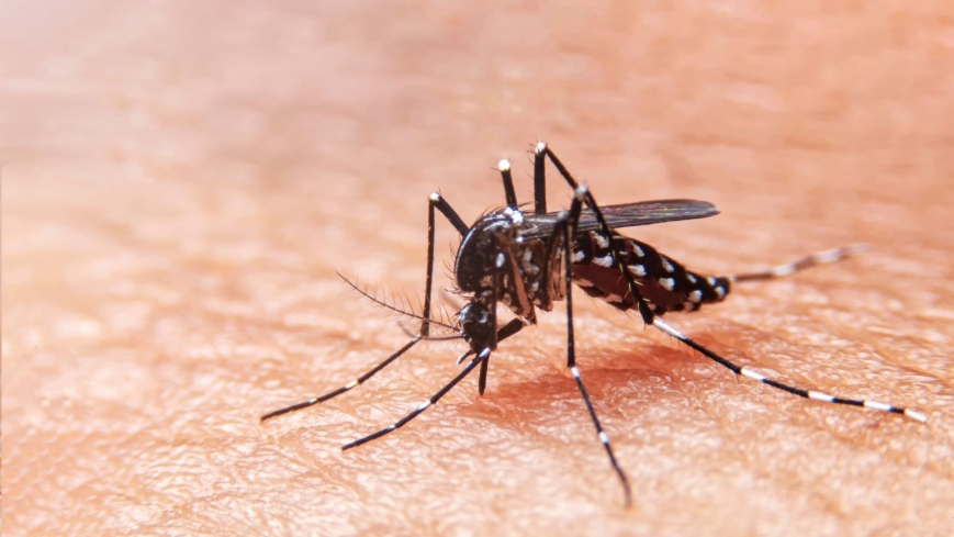 Crescimento da dengue e da chikungunya exige ação imediata, alerta Ministério da Saúde