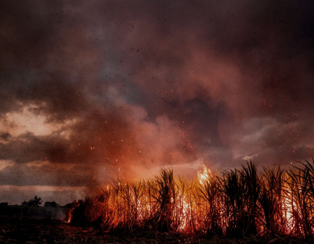 Incêndios no Brasil estão ligados ao agronegócio e ao avanço da fome, aponta dossiê