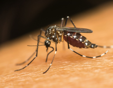 RS registra 20ª morte e decreta situação de emergência devido à dengue